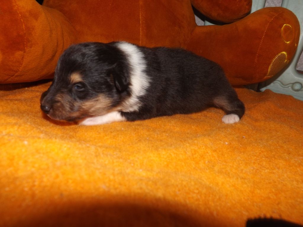 Of Lovely Collies - Chiot disponible  - Colley à poil long
