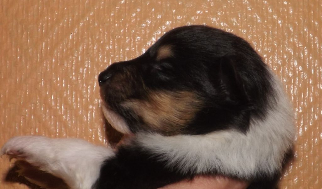 Of Lovely Collies - Chiot disponible  - Colley à poil long